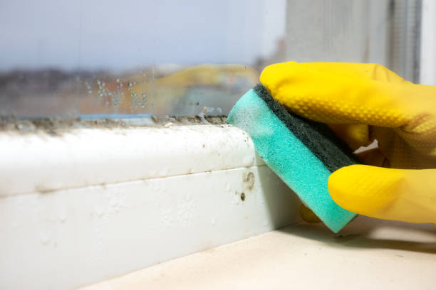 Best Basement Mold Remediation in Victory Lakes, NJ